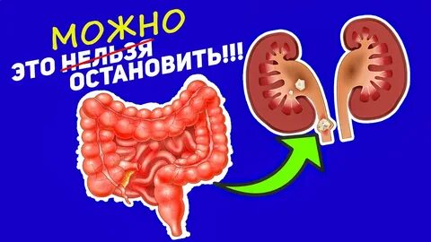 Почечная кишка