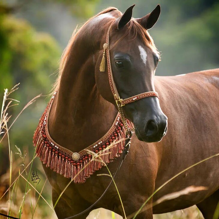 лошадь 10 лет. лошадь 10 лет. арабская лошадь морда. лошадь 10 лет. лошадь 10 лет.