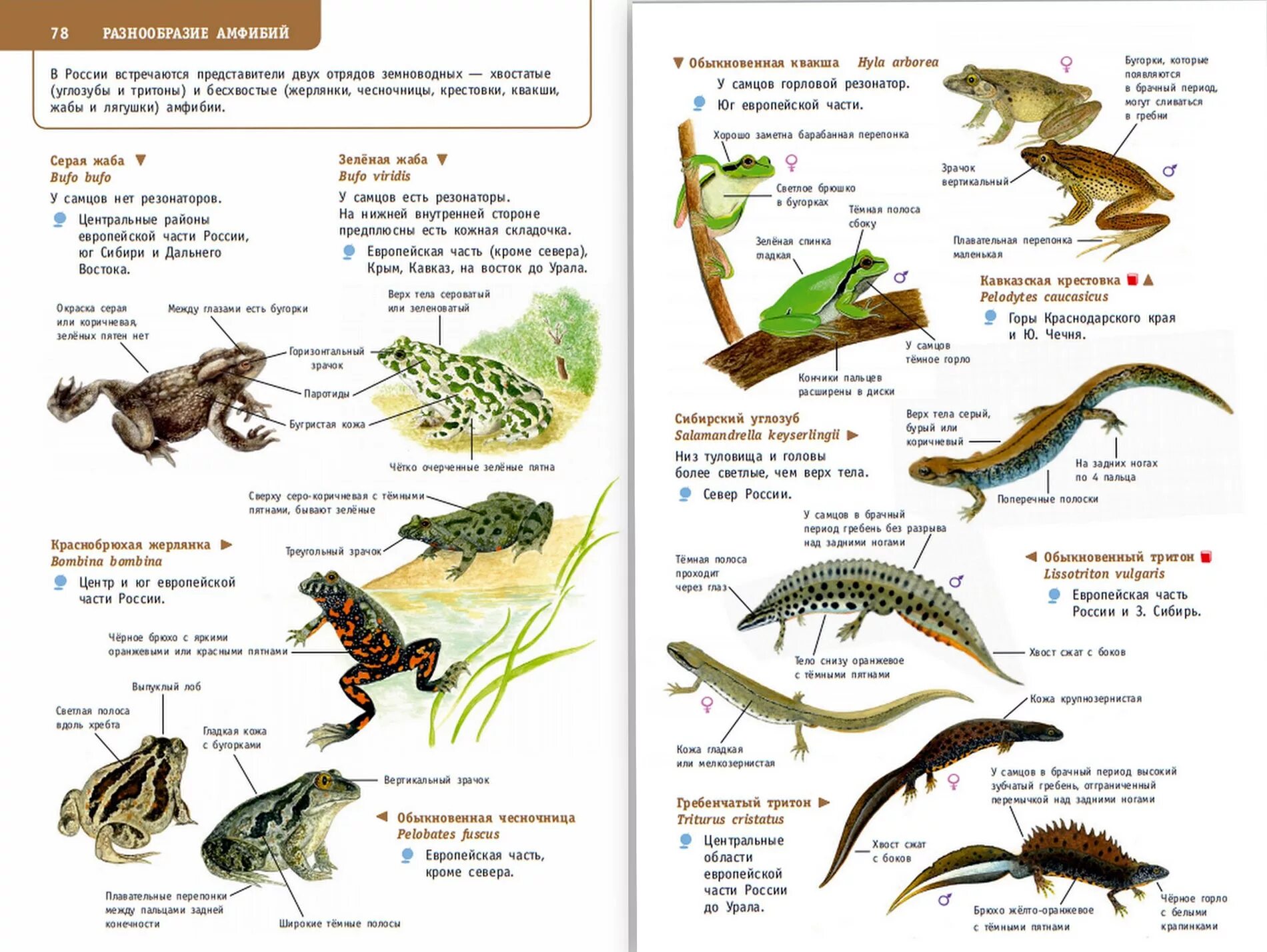 Таблица амфибии и рептилии. Атлас определитель земноводные и пресмыкающиеся 2 класс. Атлас определитель от земли до неба 3 класс земноводные. Атлас определитель от земли до неба земноводные и пресмыкающиеся. Атлас-определитель тема земноводные и пресмыкающиеся.