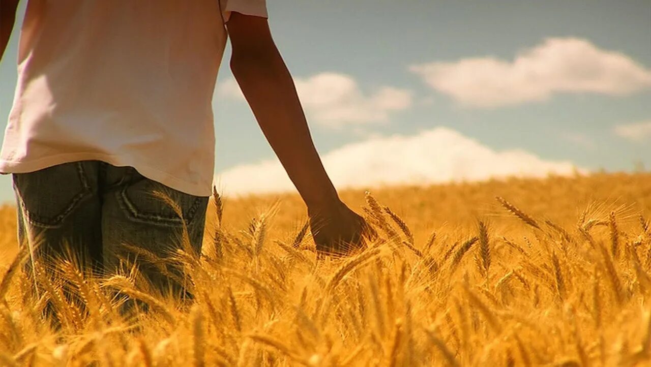 Человек идет по земле. Человек в поле. Человек на рассвете. Человек уходящий в даль. Парень идет по полю.