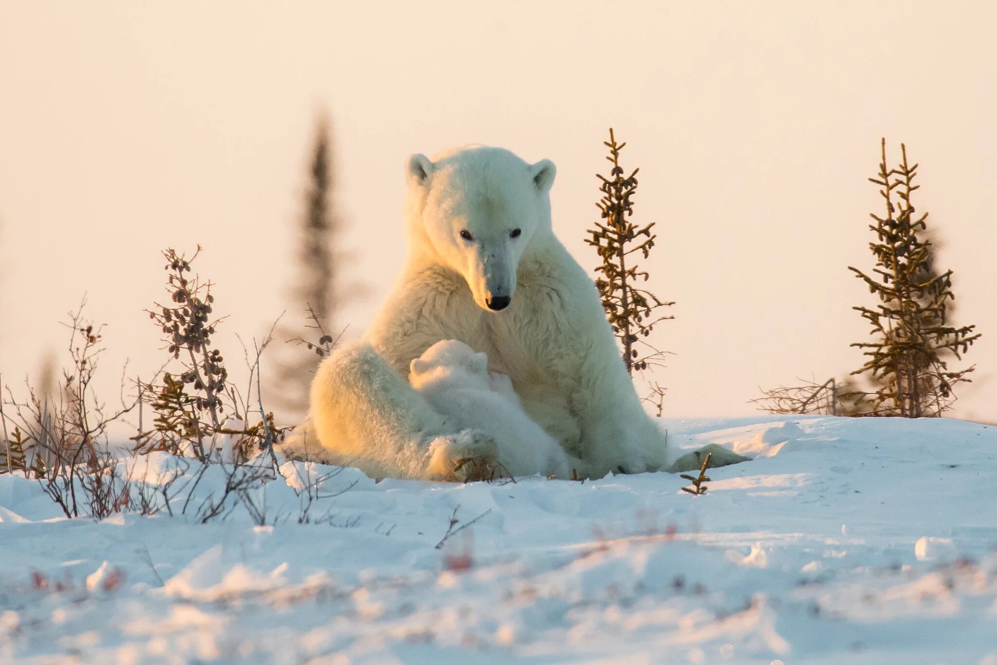 Белые медведи зима. Мишка снежная долина. Музыка super bear advent. Медведь снежок игра. Medvedus 594.