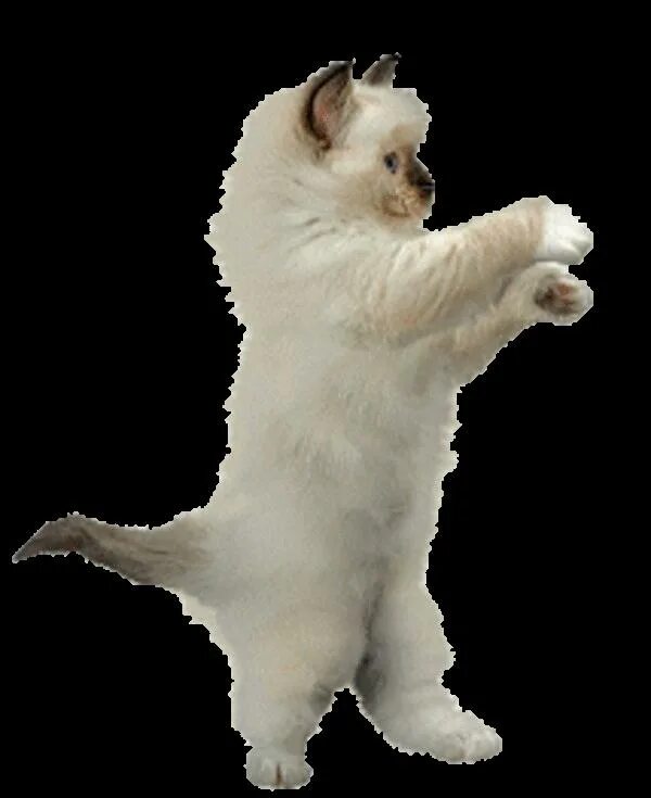 Танцующие котики гиф. Танцующие котики. Кот танцует. Танцующая кошка. Котик пляшет.