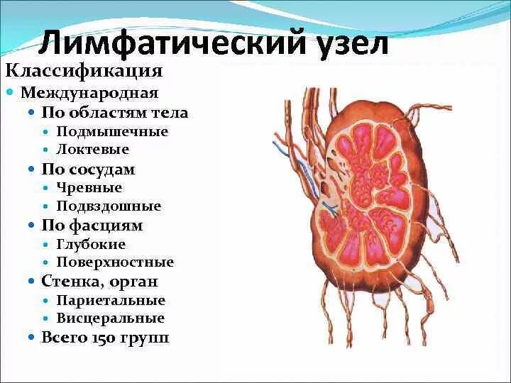 Какие функции лимфатических узлов. Классификация лимфатических узлов. Лимфатические узлы классификация строение расположение. Классификация лимф узлов. Принципы классификации лимфатических узлов.