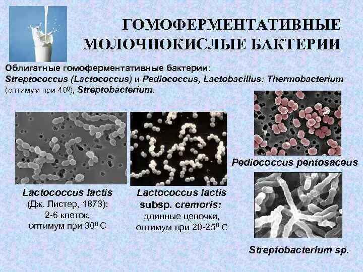 Молочнокислые бактерии при какой температуре. Бактерии брожения: молочнокислые бактерии. Молочнокислые бактерии Streptococcus lactis. Формы молочнокислых бактерий. Гомоферментативные молочнокислые бактерии.