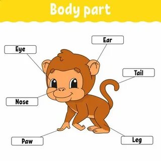 Parts of animals body
