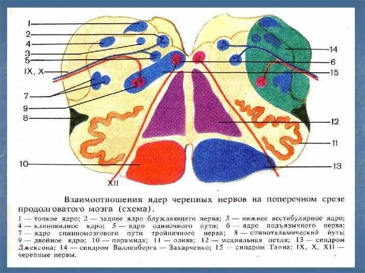 Нервные продолговатого мозга. Ядра черепных нервов продолговатого мозга. Ядра ЧМН В продолговатом мозге. Ядра черепных нервов в продолговатом. В продолговатом мозге располагаются ядра черепных нервов.