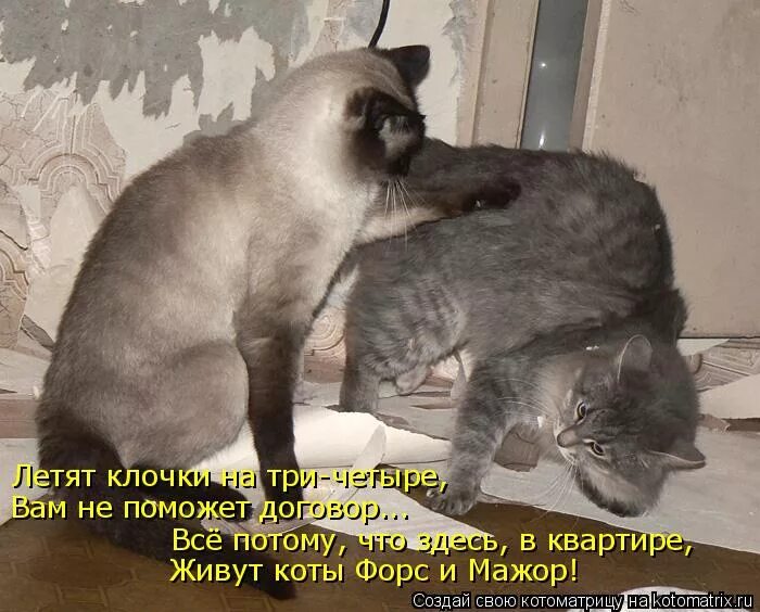 Слышишь вась. Кот давай мириться. Мирись мирись и больше. Мирись, мирись, мирись.... Два кота Котоматрица.