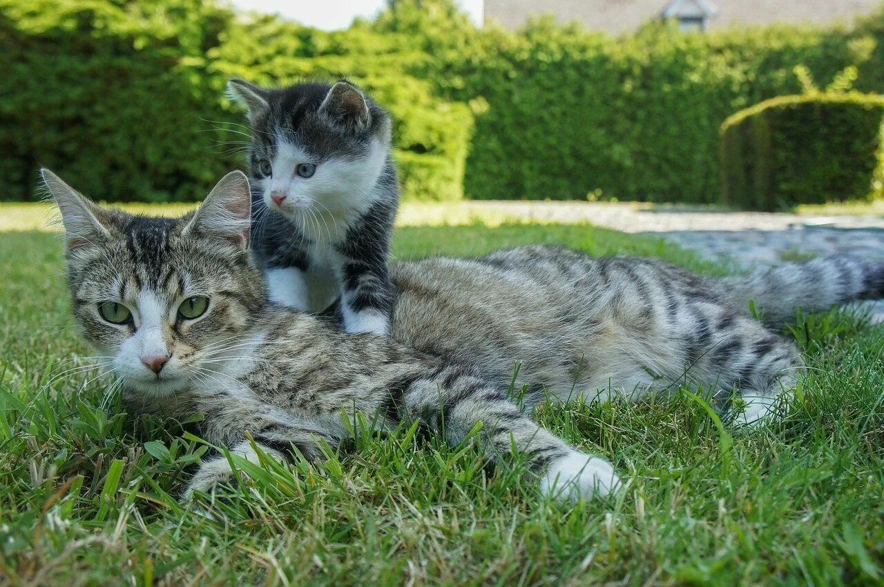 Кошка мама играть. Кошка с котятами. Домашние кошки. Картинки кошек и котят. Кошка скатитоми.