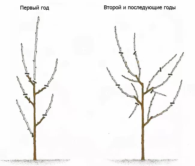 Схема обрезки яблони весной. Обрезка однолетнего саженца яблони. Схема обрезки саженцев яблони. Обрезка саженца яблони весной.