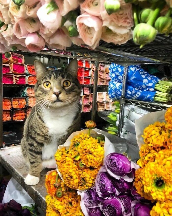 Cat store. Кошка в магазине. Магазинные коты. Кошка в цветочном магазине. Кошачий магазин.