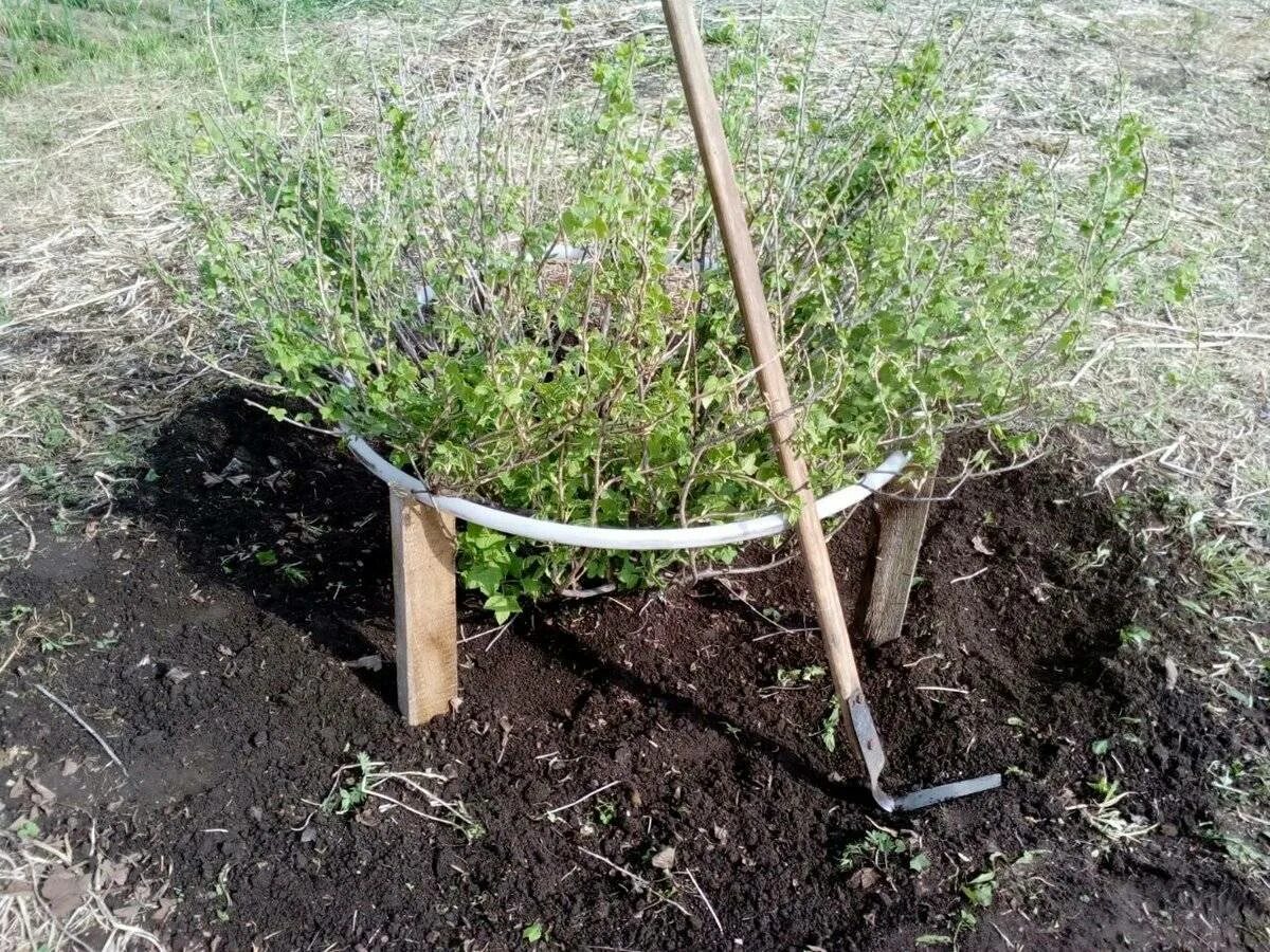 Подвязка кустов смородины. Подвязка кусты смородины крыжовника. шпалерная подвязка крыжовника. подвязать кусты крыжовника. подвязка кустов смородины и крыжовника.
