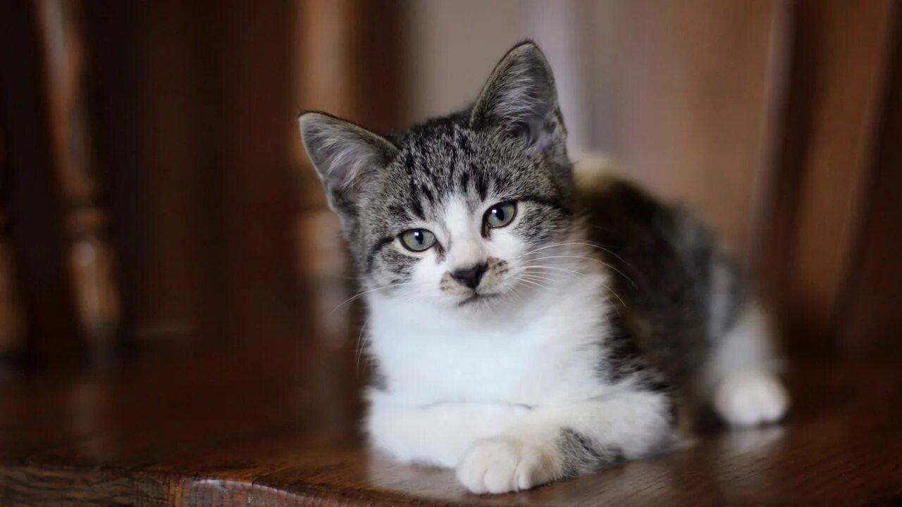 Котенок красивый пятнистый. Серо-белый котёнок. Кошки бенгальской породы. Бенгальский кот. Котенок красивый пятнистый.