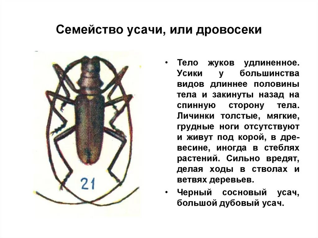 Какие отношения между осиной и усачем
