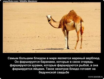 Верблюды анекдот