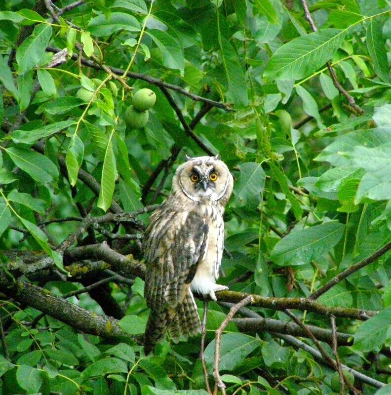 совы прилетают в полночь