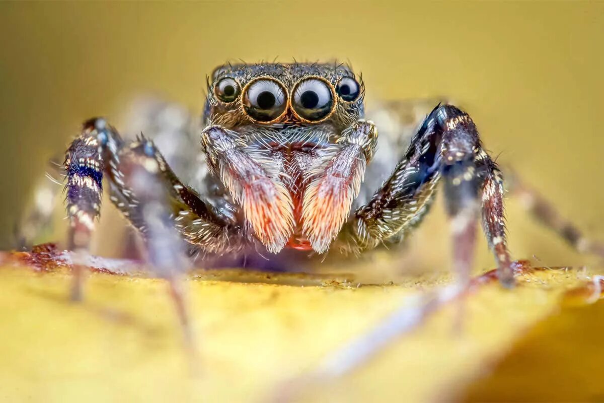 These are spiders