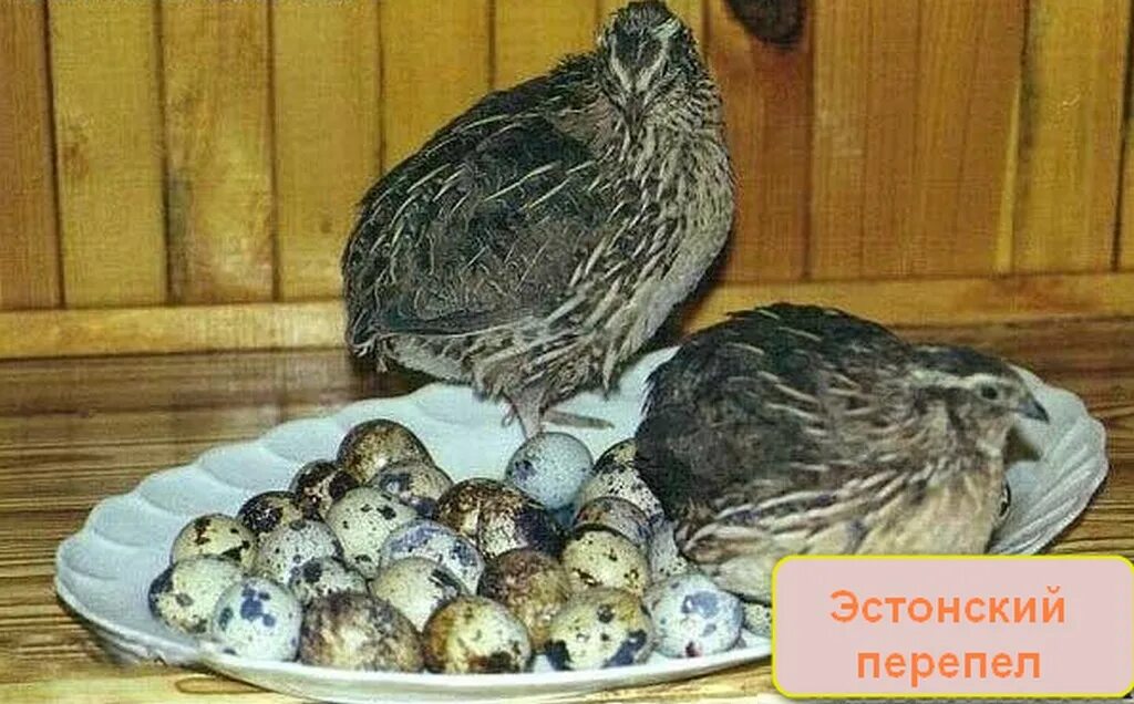 Эксперимент перепел. Перепела фараон. перепела несушки. будана птица.
