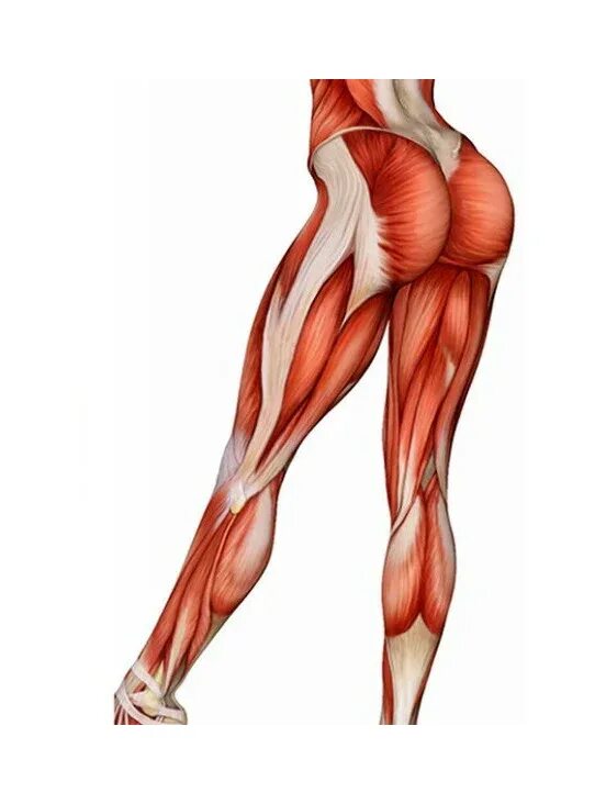 Сухожилие бедро задняя. Анатомия ягодичных мышц для женщин. Мышцы ягодиц анатомия строение. Крепление ягодичной мышцы анатомия. Ягодичные мышцы анатомия строение.
