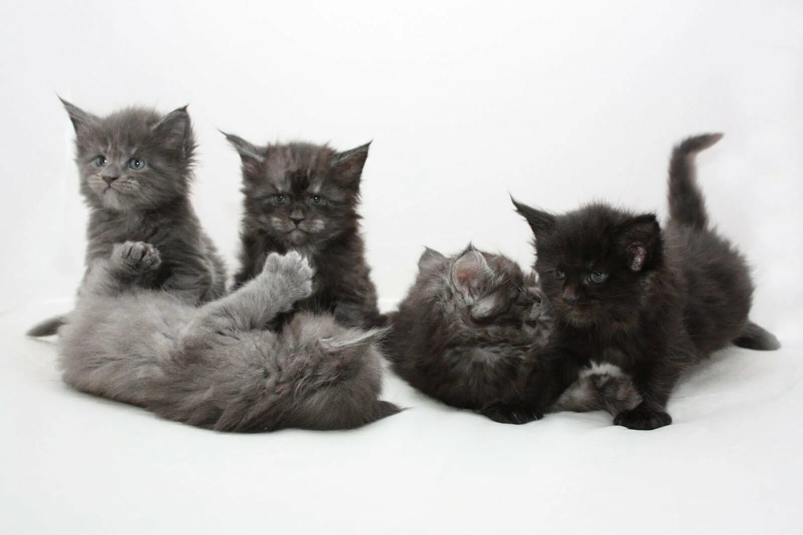 Котята мейн кун неделя. Котята мейн куна 2 недели. мейн кун котенок 4 недели. котенок мейн куна в 3 недели. котенок мейн куна 4 недели.