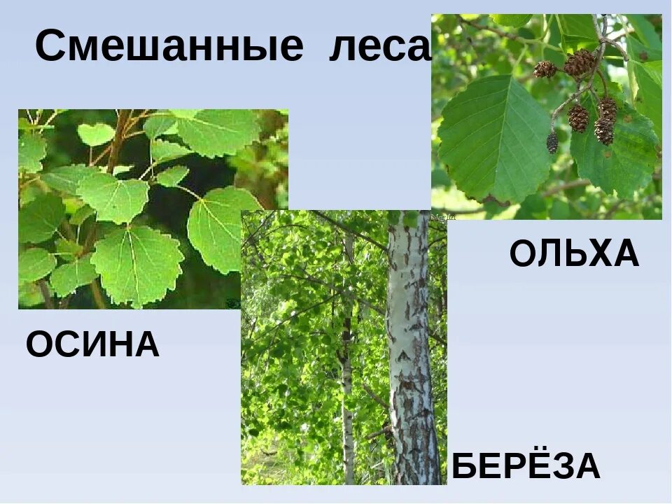 Береза осина ольха. Ольха и осина дерево. Осина береза липа ольха листья. Тополь осина ольха. Осина в какой природной зоне