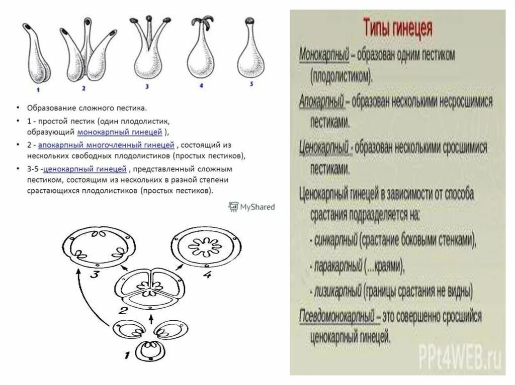 Строение пестика и типы гинецея. Плодолистики (гинецей). Строение апокарпного гинецея. Монокарпный гинецей. Гинецей вконтакте