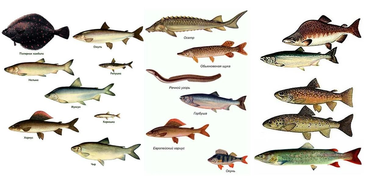 Рыба которая водится в озерах. Промысловые рыбы дальнего Востока и Сибири. Порода рыб Сибири и дальнего Востока. Атлас определитель рыбы Сибири и дальнего Востока. Рыбы Сибири и дальнего Востока названия.