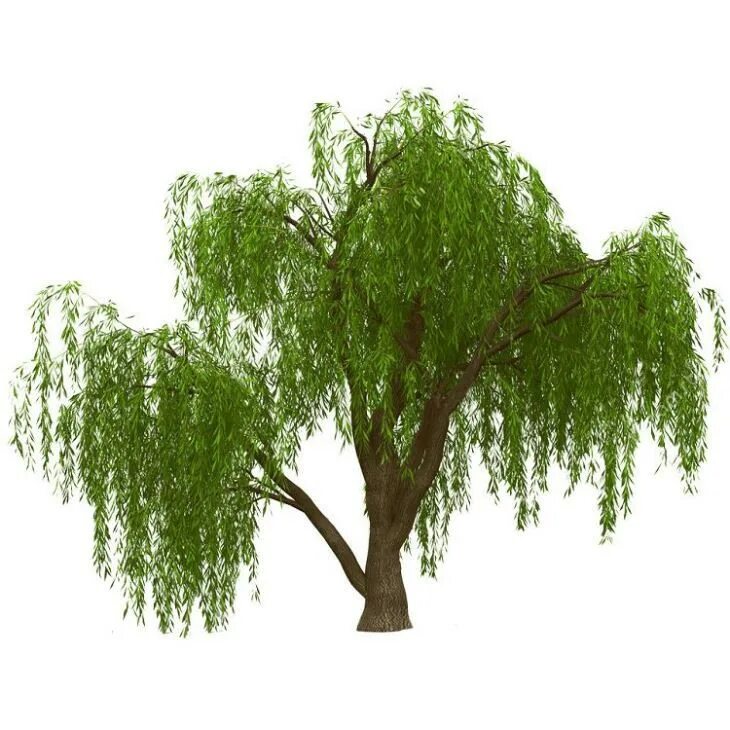 Ива возраст. Ива возраст