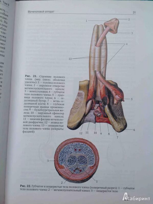 Уроки половой орган. Синельников атлас анатомии мужская половая система. Анатомия человека Сапин Билич 2009. Биология анатомия человека книжка. Анатомия человека в 2 томах том 2 Сапин.