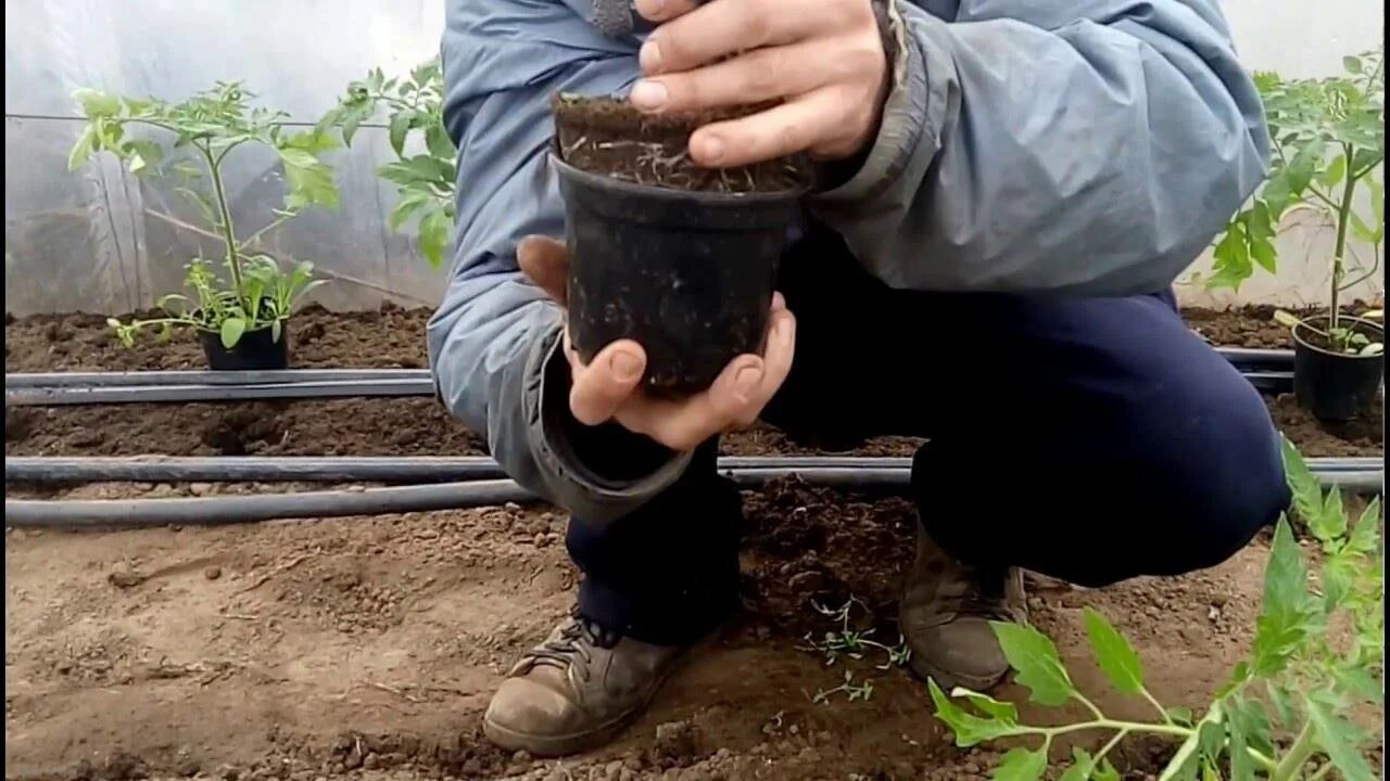 Правильная посадка помидоров в открытый грунт. Высадка рассады в грунт. посадка помидор. высадка рассады в теплицу. высадка рассады помидор в открытый грунт.