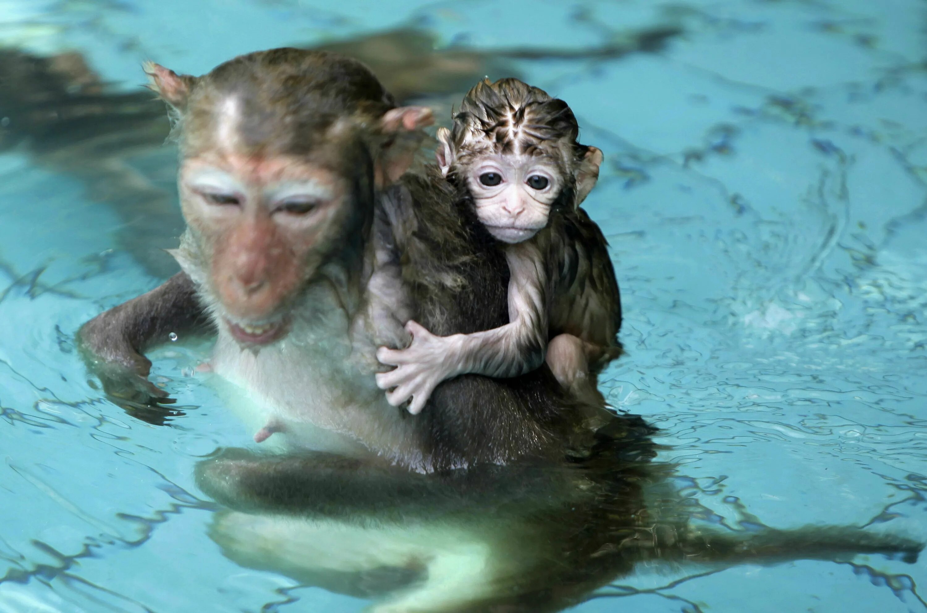 Шимпанзе плавает. Обезьяна плавает. Животные в бассейне. Купание животных. Обезьяна в воде.
