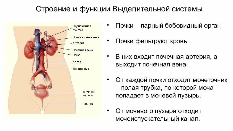 Строение и функции женских органов. Мочевыделительная система мочевая система человека. Мочевыделительная система человека таблица. Мочевыделительная система человека строение состав органы. Строение и функции выделительной системы.