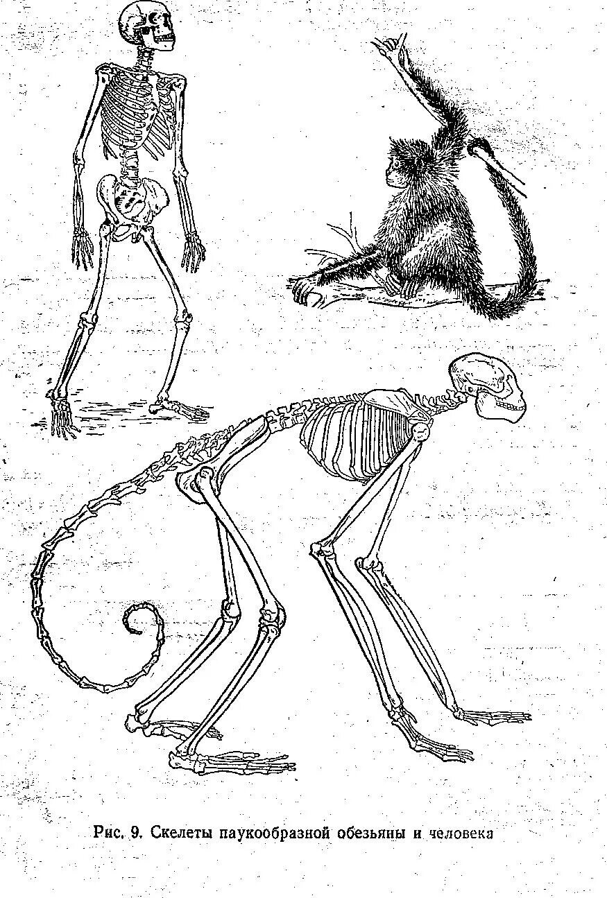 Строение скелета шимпанзе. Скелет шимпанзе и человека. Строение скелета обезьяны. Строение шимпанзе.