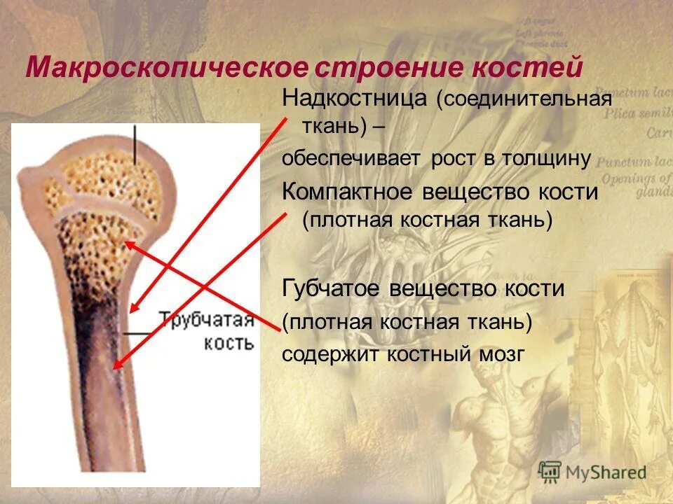 Особенность строения надкостницы какую функцию она выполняет. Надкостница компактное вещество губчатое вещество. Строение губчатой ткани кости. Макроскопический состав кости. Состав и строение костей.