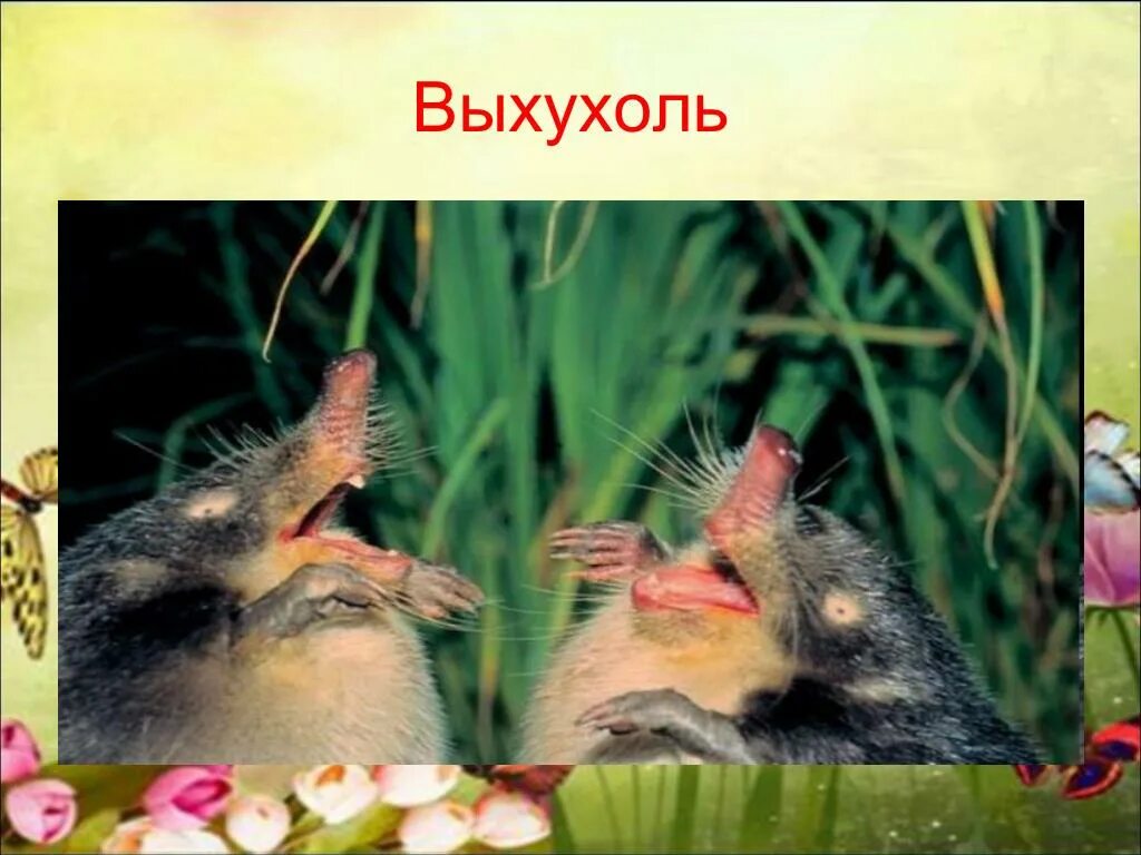 Выхухоль хохуля. Пиренейская выхухоль. Выхухоль приколы. Как кричит выхухоль. Как кричит выхухоль.