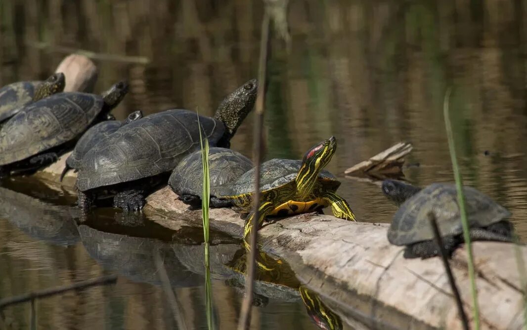 Красноухая Речная черепаха. Колхидская Болотная черепаха. Красноухая Болотная черепаха. Европейская Болотная черепаха.