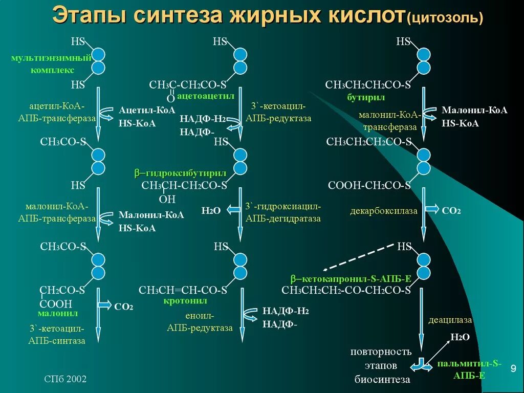 Синтез пальмитиновой. Синтез жирных кислот биохимия схема. Биосинтез жирных кислот схема. АПБ Синтез жирных кислот. Синтез жирных кислот последовательность реакций.