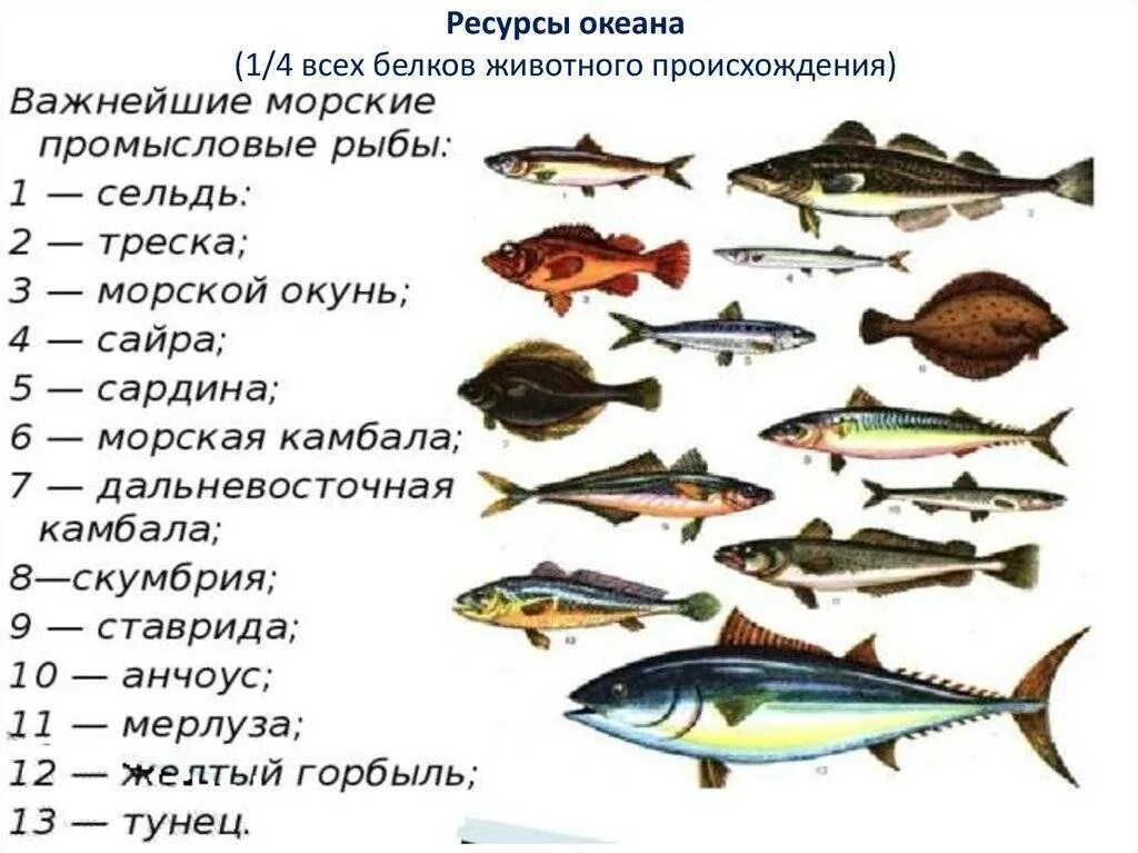 Морская рыба это какая. Речная рыба семейства тресковых. Рыбы семейства тресковых названия. Морская рыба тресковых пород перечень. Рыба тресковых пород перечень название.