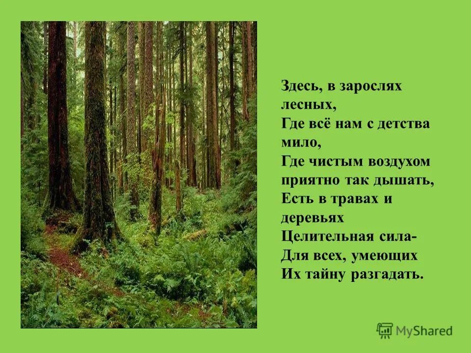 село комягино черный столб. пасифик рим канада лес. как пишется слово рощ. тайга хвойный бор непроходимая. чаща леса.