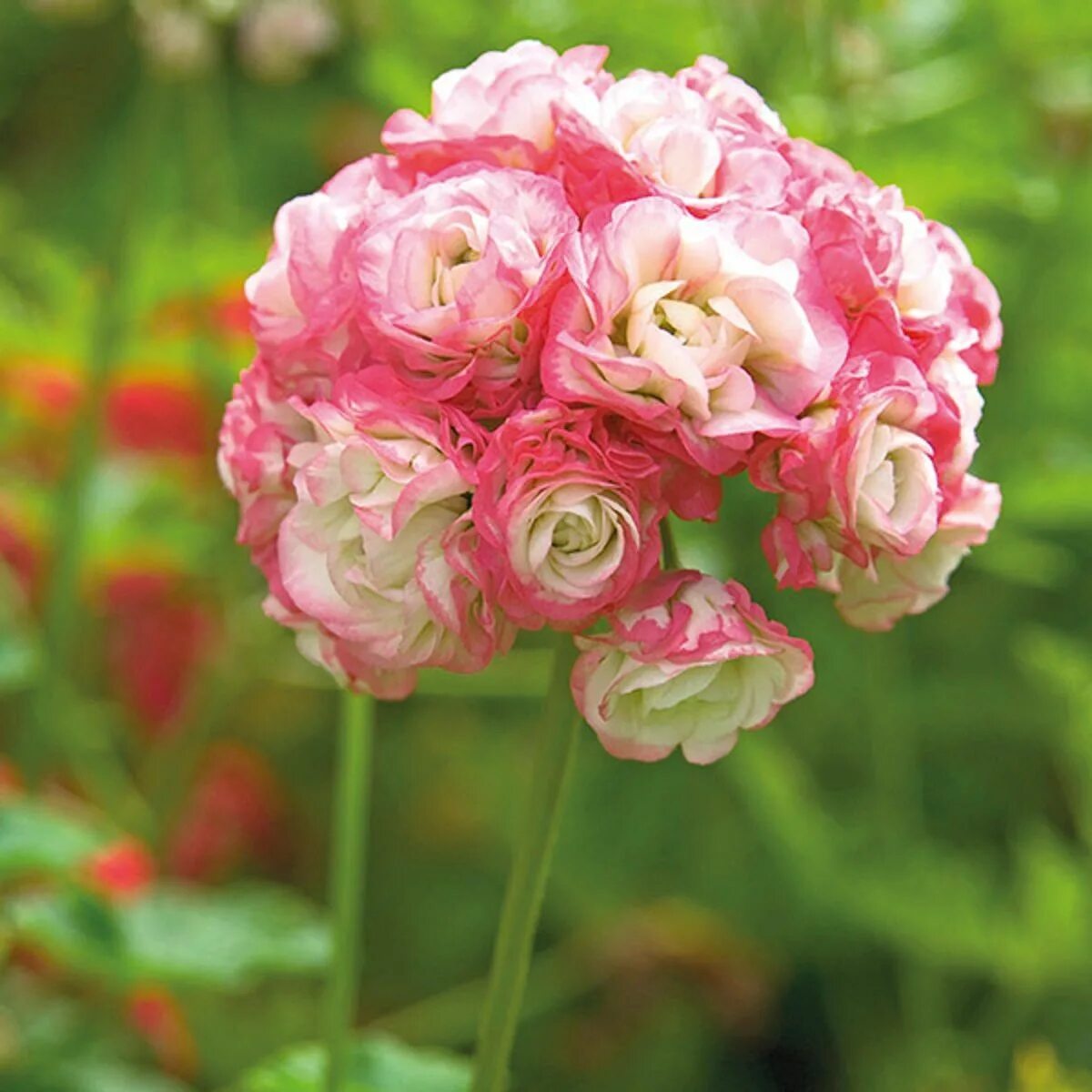 Герань розочками. Пеларгония Appleblossom Rosebud. Пеларгония Эппл блоссом. Пеларгония Westdale Appleblossom. Пеларгония розебудная семена.