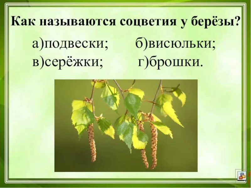 Растения с соцветием сережка. Береза бородавчатая соцветие. Как называются сережки у березы. Береза мужские и женские сережки. Соцветие сережка примеры.