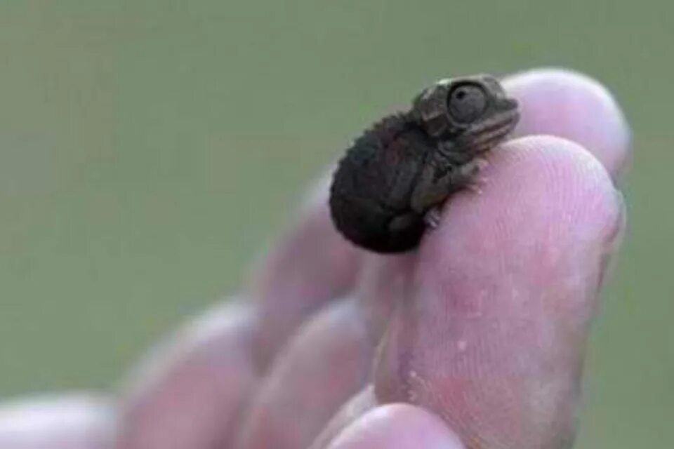 Микро хамелеон brookesia micra. Самое маленькое животное. Карликовая бурозубка. Самое маленькое животное картинка. Самое маленькое животное на земле.