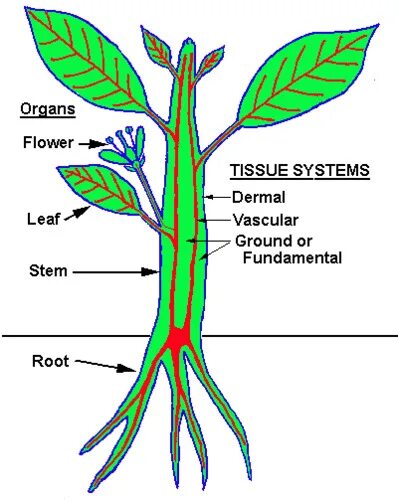 Plant body