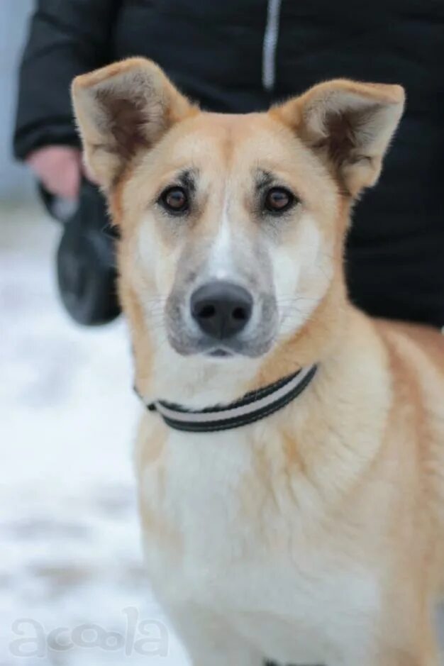 Полина псина. Собака насти ивлевойпорода. Настя собака. Собака настенька. Собака ева.