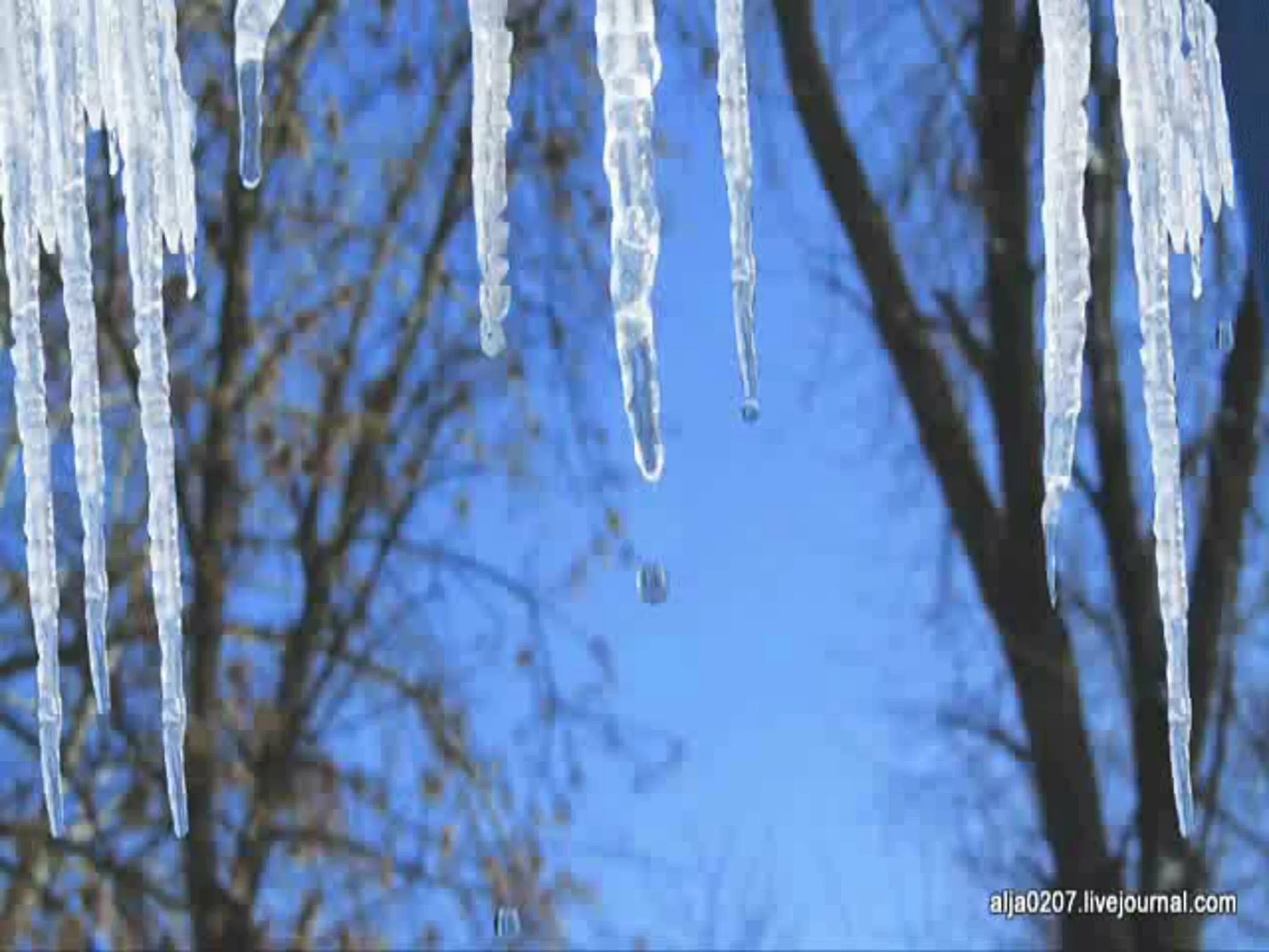 красивые сосульки. сосулек лес. сосулек лес. сосулек лес. сосульки на ветках деревьев.