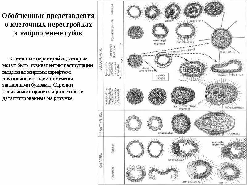 Этапы эволюции многоклеточных. Паренхимула губок. Эмбриогенез губок. Обобщенные представления. Клеточные процессы в эмбриогенезе.