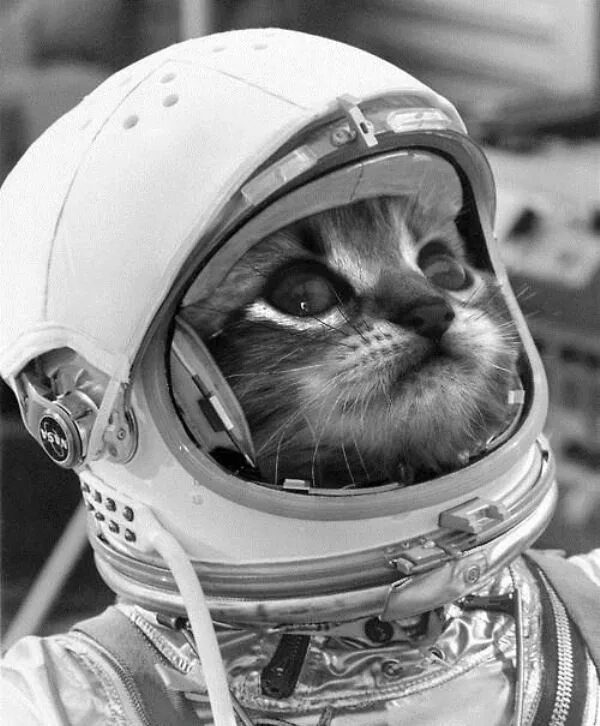 Кот космонавт. Кот в скафандре. Космо коты. Коты космонавты. Смешной космос