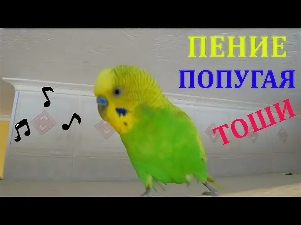 Самое веселое пение попугая. Самое веселое пение попугая. Самое веселое пение попугая. Фото поющего попугая. Попугай волнистый поет.