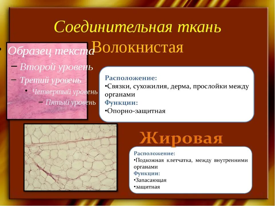 Тест кожа строение и функции 8 класс. Соединительная ткань функции строение местоположение таблица. Функции соединительной ткани. Функции соединительной ткани животных. Собственно соединительная ткань расположение.