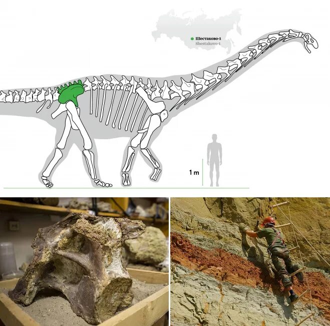 Андрей атучин динозавр. Сибиротитан. Динозавры которые жили на территории россии. Sibirotitan astrosacralis. Динозавр с длинной шеей травоядный.