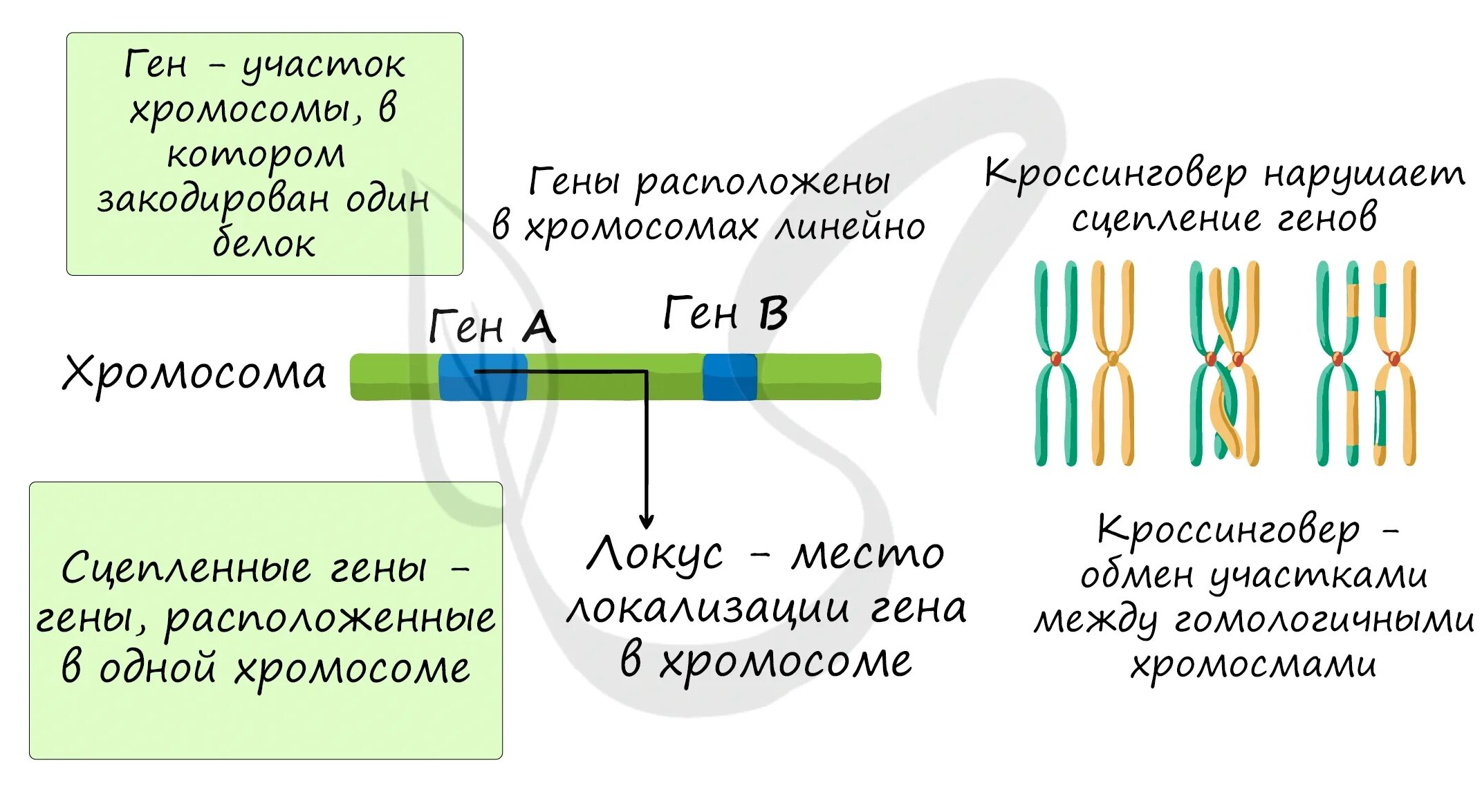 Местоположение гена в хромосоме называется локус. Гены расположены в хромосомах в линейном порядке. ген в хромосоме расположен. теория линейного расположения генов на хромосоме. гены находятся в хромосомах.